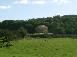 pineta-grotta-caprara