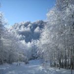 Pollino innevato